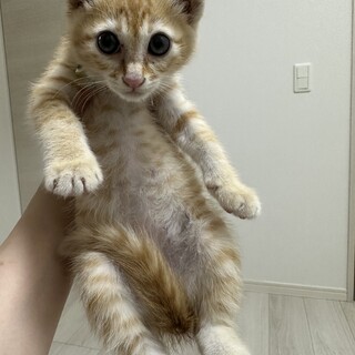 茶トラオス生後二ヶ月