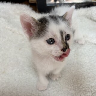 熱海のバー看板猫ミーちゃん似！1ヶ月半