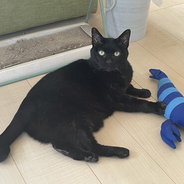 大人猫の嗜み。