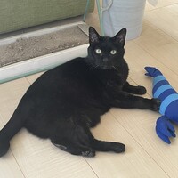 もも