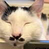 ぴよちゃむ