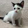 可愛らしい　白黒　トンボちゃん
