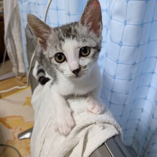グレー雉白　コハルちゃん