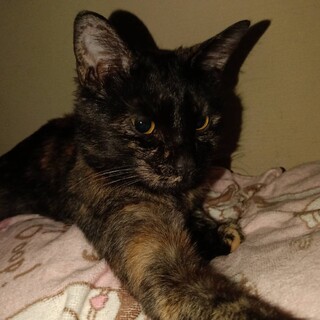 サビ猫ちゃんの里親様m(_ _)m