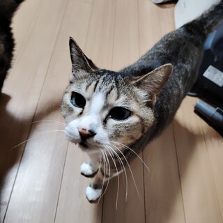 キジ白猫です。