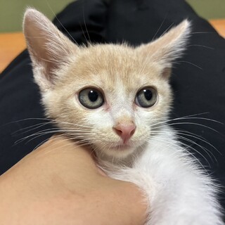チュッパくん