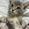 チャップスちゃん サムネイル3