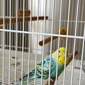 里親募集セキセイインコ