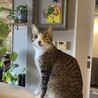 単頭飼い希望！甘えん坊で子猫大好きなぺこくん サムネイル5
