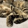 人馴れ120%！驚きに懐こさ！ サムネイル5