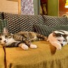 単頭飼い希望！甘えん坊で子猫大好きなぺこくん サムネイル7