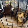 甘えん坊で子猫大好きなぺこくん（再募集）