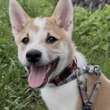 人懐こく可愛い仔犬みのる君