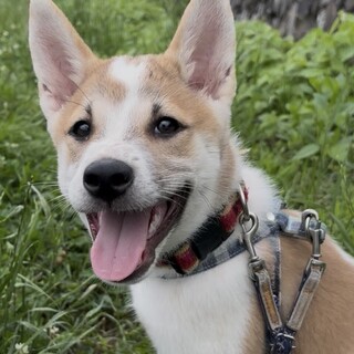 人懐こく可愛い仔犬みのる君