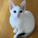 ボンネットの中で鳴き続けてました