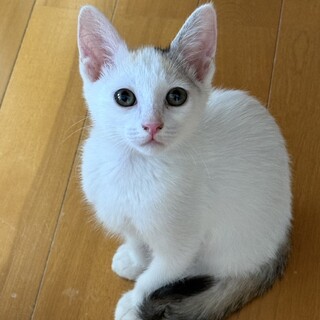 ボンネットの中で鳴き続けてました