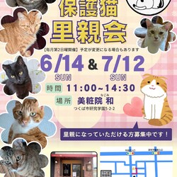 ハピシェア保護ネコ里親会