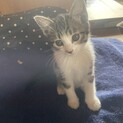子猫の里親募集します1