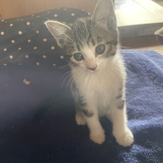子猫の里親募集します1