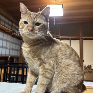 里親さん　募集
