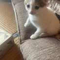 子猫の里親募集2