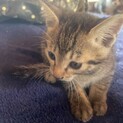 子猫の里親募集3
