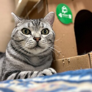 アメリカンショートヘア × 神奈川県が募集対象 × 去勢済み」保護猫の
