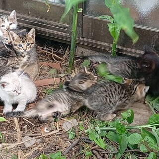 生後1.2カ月の猫、種類いろいろ8匹います