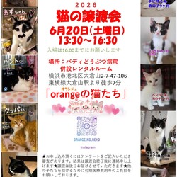 orangeの猫たちの譲渡会in大倉山