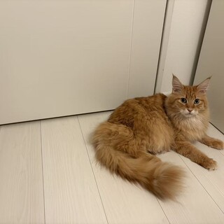東京都　メインクーン4歳　女の子