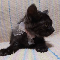 ネネ