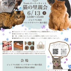 猫の里親会　柏の葉