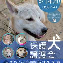 保護犬譲渡会