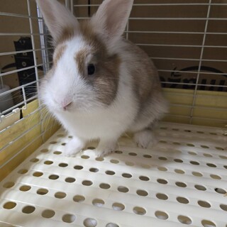 かわいいライオンドワーフのレッサーくん