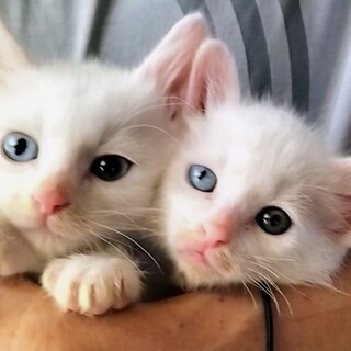 保護猫の里親募集情報 :: ペットのおうち【里親決定30万頭！】