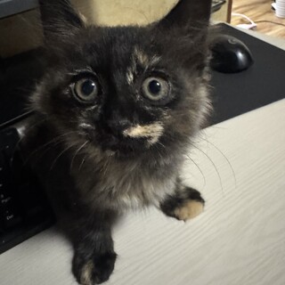 ふわふわの中毛サビ子猫ちゃん