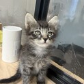 メインクーンのように長毛のイケメンくん