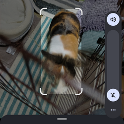 グーグルレンズで何回確認しても