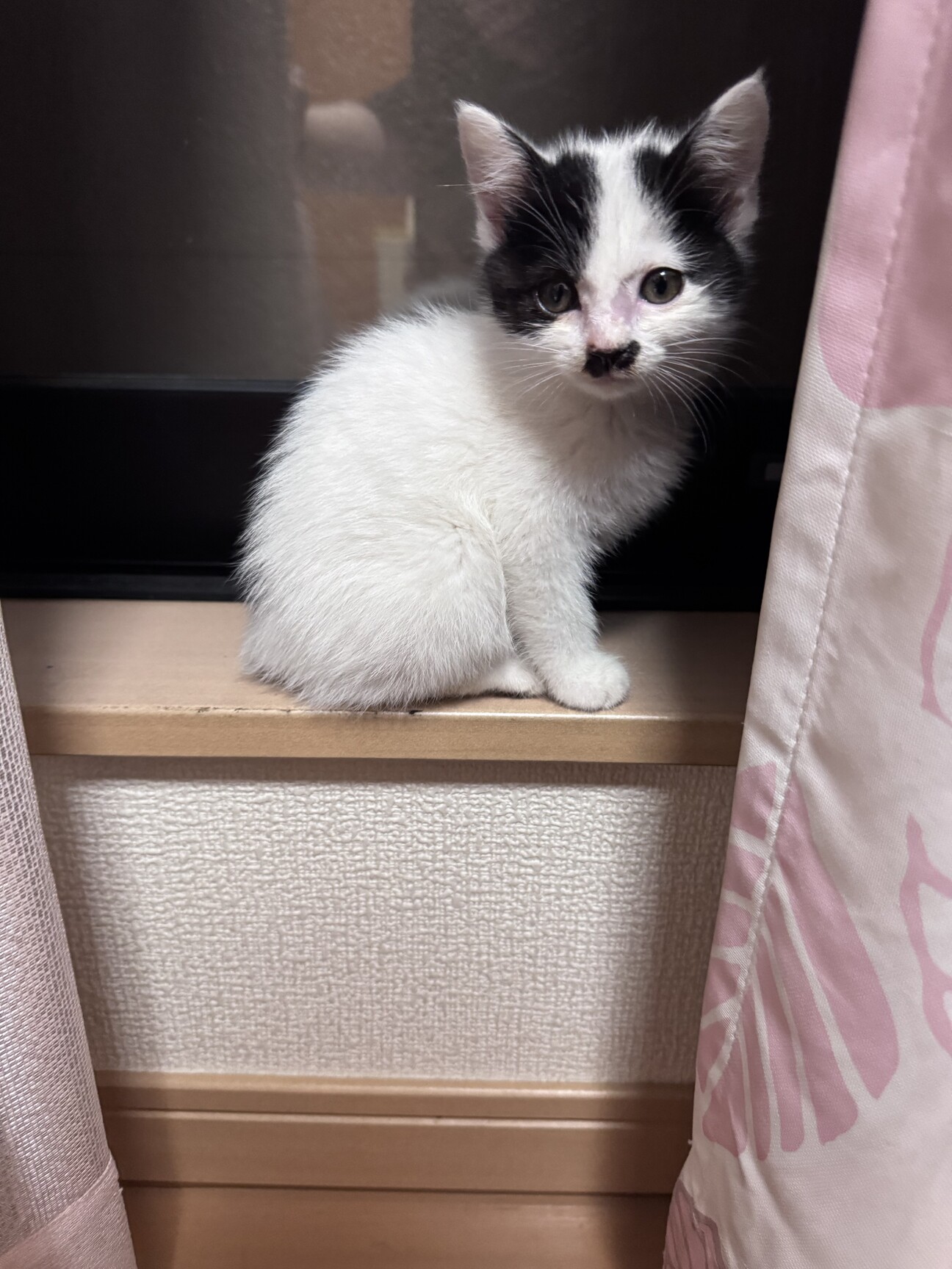 子猫ちゃんの家族になって」千葉県 - 猫の里親募集(542293