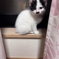 子猫ちゃんの家族になってくれる方