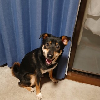 元気な雑種犬