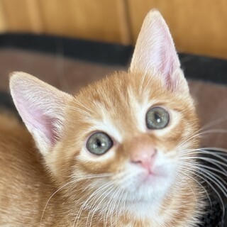6月21日本気の譲渡会参加「甘えん坊のパンチくん」