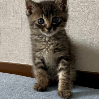 人が大好きなガブリエルくん♡