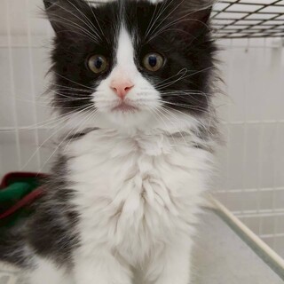 【6/21譲渡会】守ってあげたい！マカロンちゃん