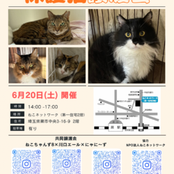 高齢者・単身者でもお迎え可能な 『保護猫譲渡会』