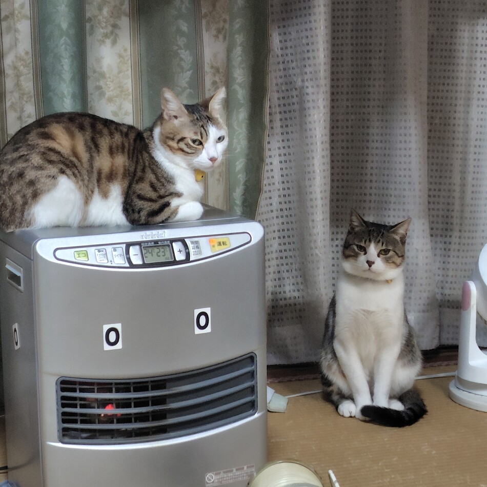 桃太郎とトロロのカバー写真