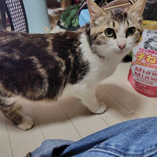 母猫と子猫二匹