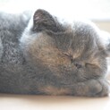 エキゾチックの子猫ちゃん