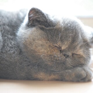エキゾチックの子猫ちゃん