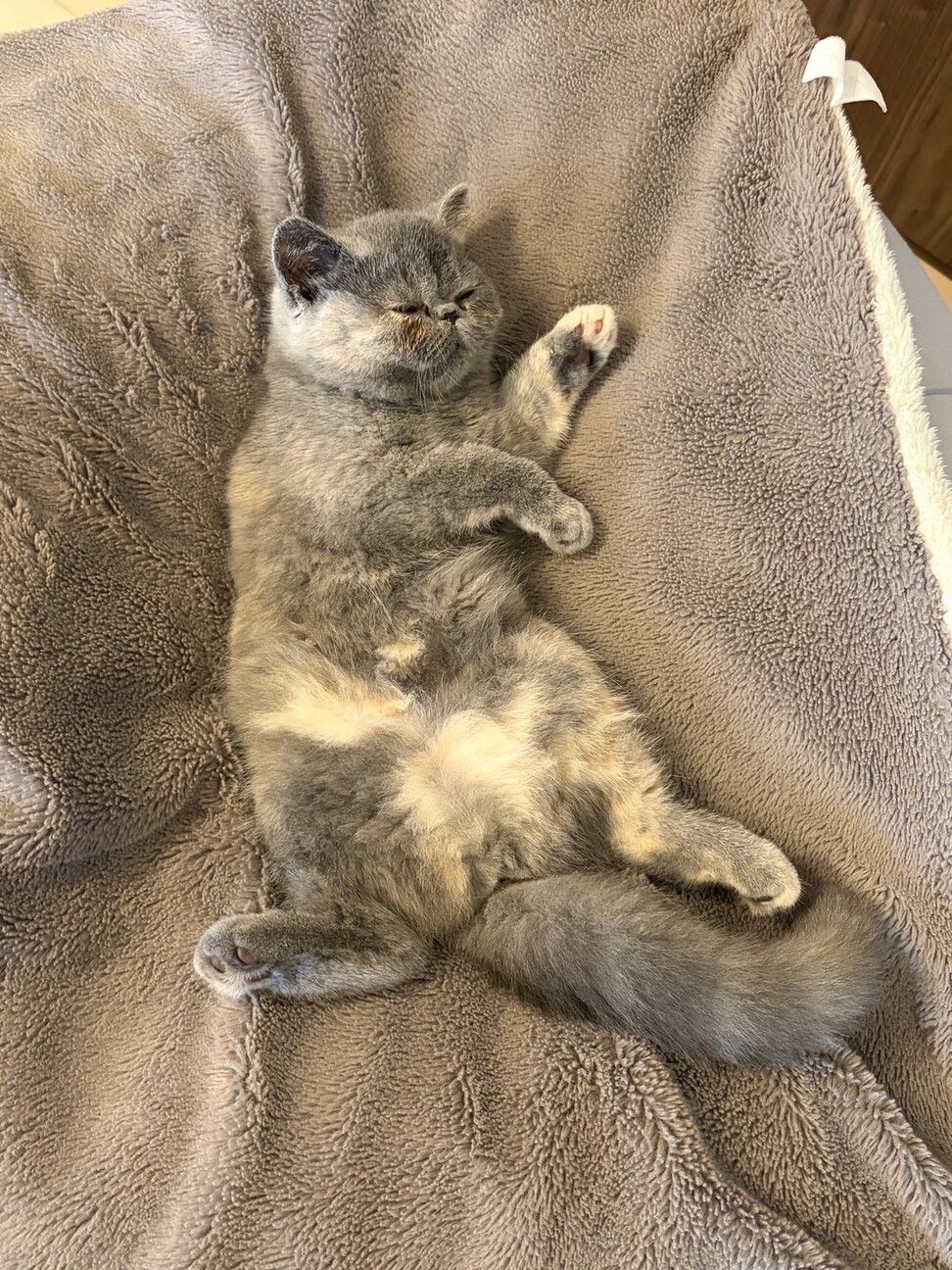 エキゾチックの子猫ちゃん」神奈川県 - 猫の里親募集(542308) 4枚目の